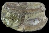 Ceratopsian Vertebra Centrum - Alberta (Disposition #-) #111117-2